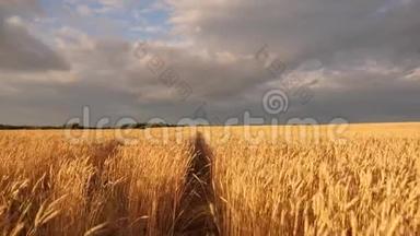 成熟的谷物在天空中收获。 麦穗摇动风。 金色光芒中田园自然的巨大黄色麦田